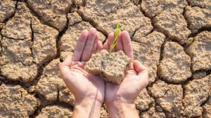 Pomicultorii cu livezi calamitate &icirc;n 2025 ar putea primi 2.000 de euro pe hectar