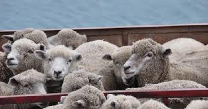 Exporturile de ovine cresc accelerat: România va livra un milion de capete în Algeria