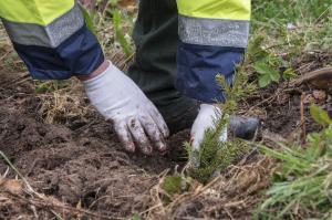 Cea mai mare campanie naţională de împăduriri din ultimul deceniu: &quot;Sunt în curs de plantare peste 2.500 de păduri de la zero şi completate alte 7.000 de păduri tinere&quot;