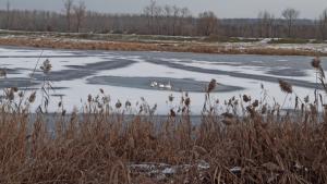 Mobilizare pentru salvarea a patru lebede blocate pe un lac înghețat