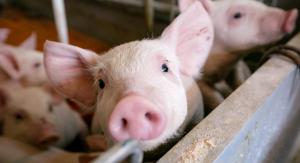 Lovitură pentru crescătorii de porci din România. Animalele nu mai pot fi hrănite cu resturi alimentare