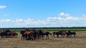 Sistemul Patriot pentru Ucraina. Ciucă: o chestiune at&acirc;t de complexă, trebuie să avem pe masă o analiză c&acirc;t se poate de bine dezvoltată