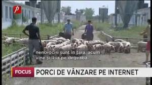 Restricțiile de pestă porcină ocolite prin intermediul vânzărilor online