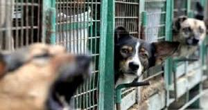 Zeci de c&acirc;ini fără stăp&acirc;n preluați de ONG-urile giurgiuvene