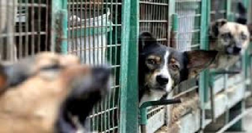 Zeci de câini fără stăpân preluați de ONG-urile giurgiuvene