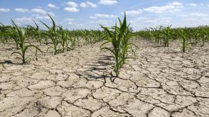 Ministerul Agriculturii cere ajutorul CE: Daunele semnificative cauzate de fenomene climatice nefavorabile necesită acordarea de compensații urgente